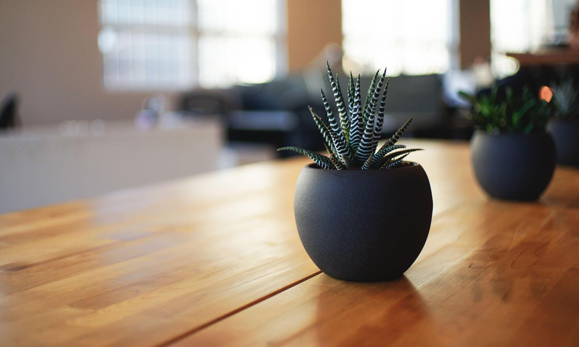 Small striped succulent plants in dark round pots on a wooden table, blurred indoor space in background
